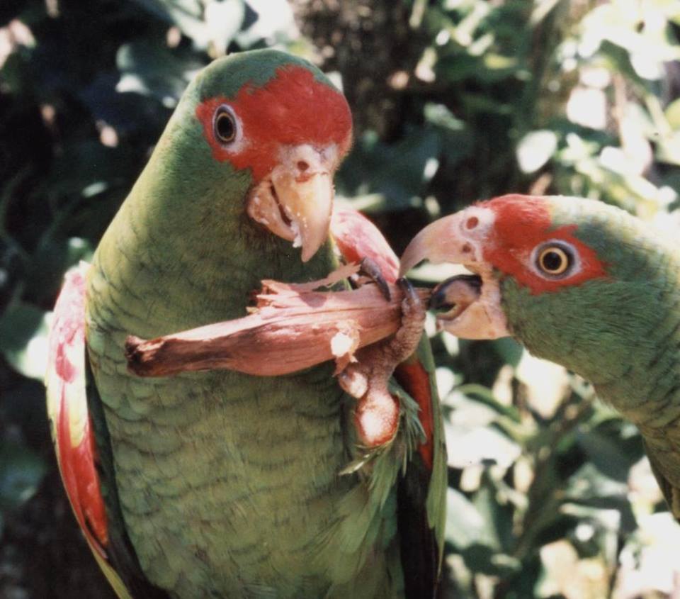 Projeto “Papagaio Charão” será tema da programação do Mês do Meio Ambiente, nesta 3ª feira (20)