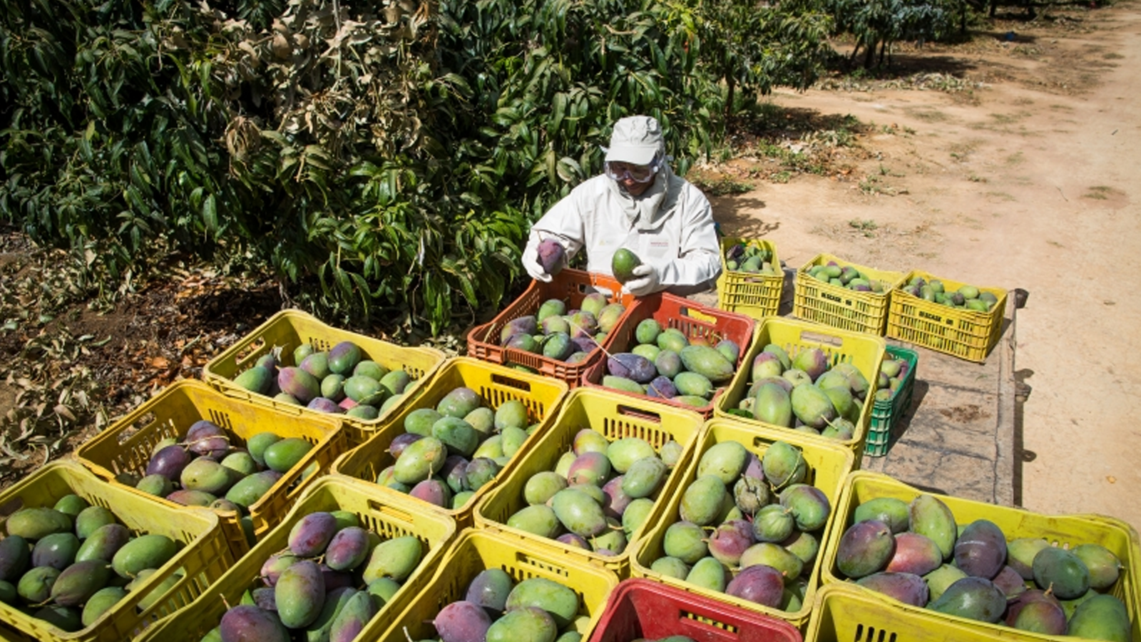 Brasil bate recorde histórico em exportação de frutas