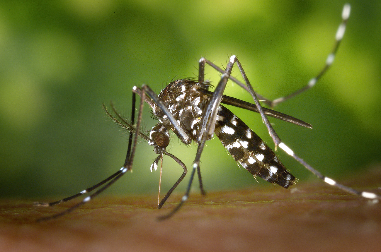 Carazinho ultrapassa os mil casos de Dengue em 2022