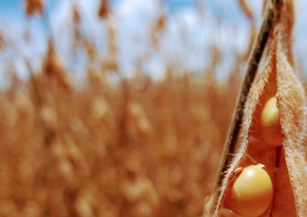 Soja: seca embaralha ranking dos maiores estados produtores
