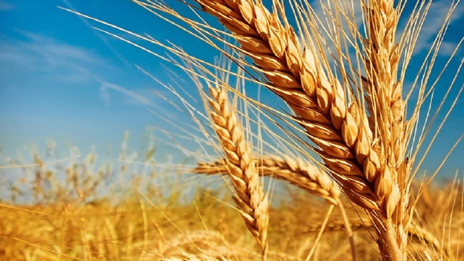 Plantio do trigo se mantém de forma lenta em Não-Me-Toque.