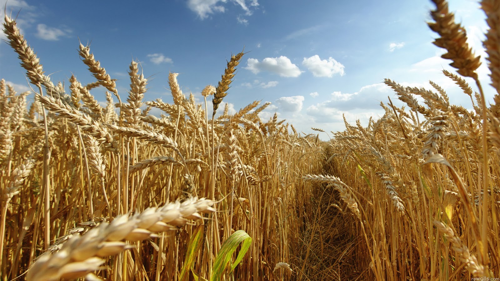 Começa o calendário oficial da semeadura do trigo