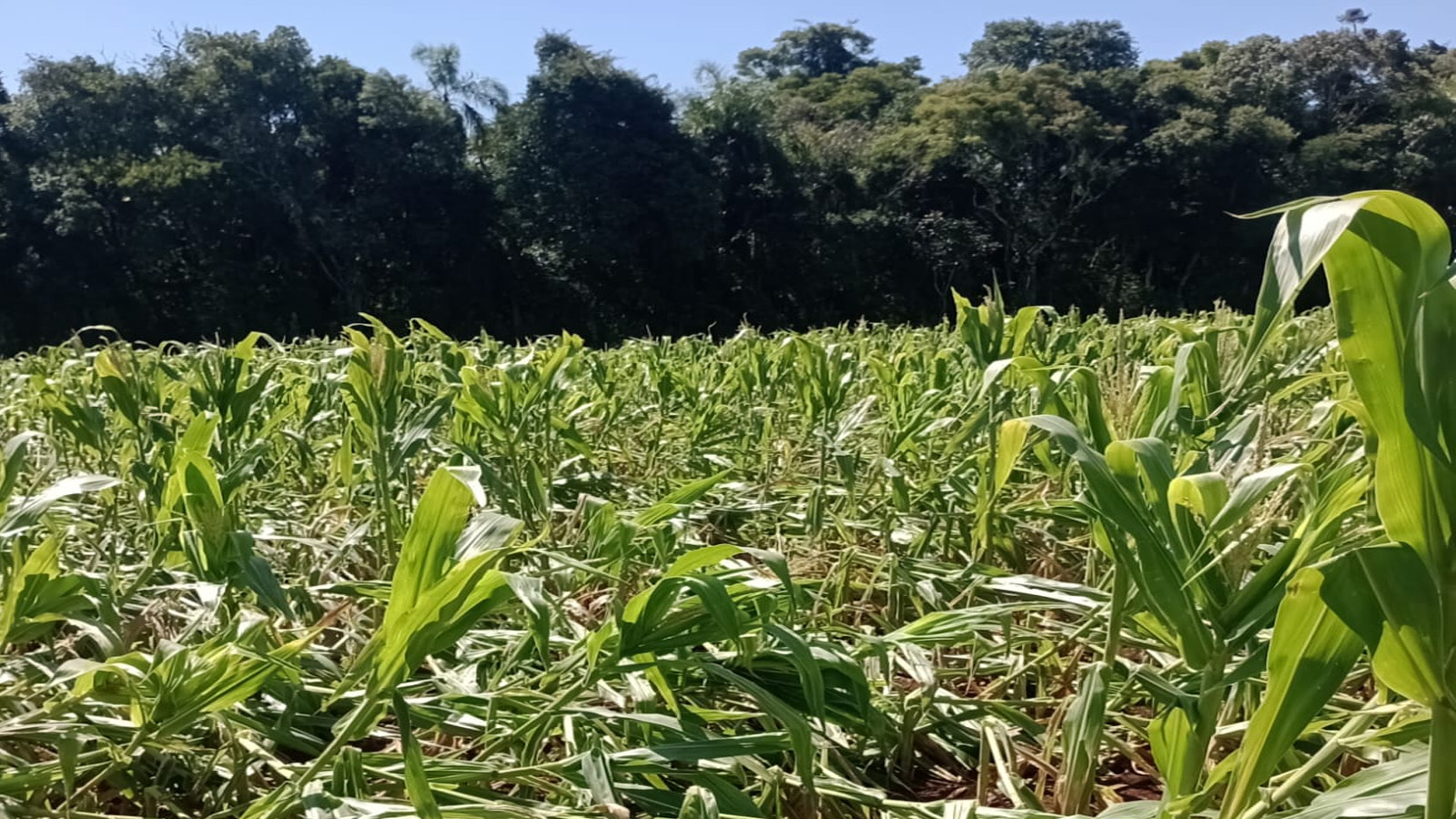 Fatores climáticos causam prejuízo a safrinha de milho na região